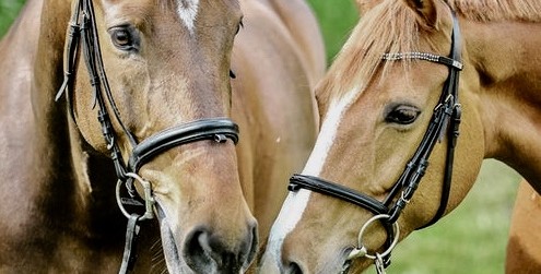 https://www.equidream.be/wp-content/uploads/2016/03/fullsizeoutput_1e-495x251.jpeg