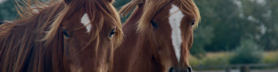 https://www.equidream.be/wp-content/uploads/2016/03/fullsizeoutput_9-960x251.jpeg