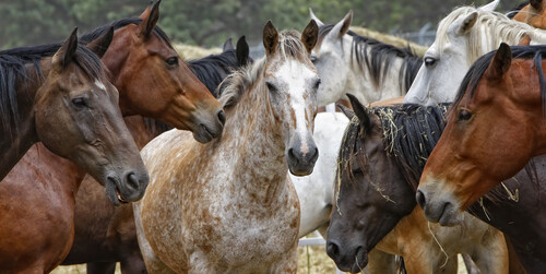 https://www.equidream.be/wp-content/uploads/2016/03/shutterstock_69983539-500x251.jpg