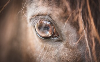 oog paard